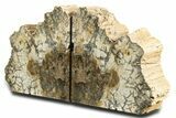 Tall Colorful Petrified Wood Bookends - Madagascar #338350-2